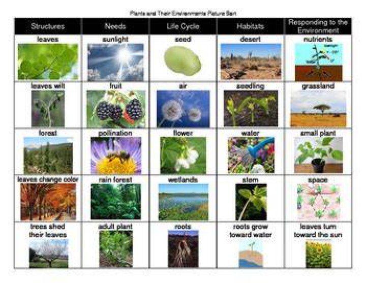 How do plants react to different environments?
