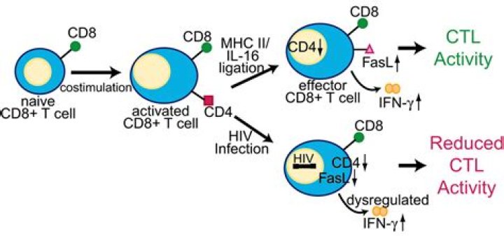 How do T cells become CD4 or CD8?