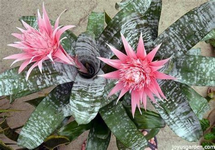 How do you care for a Bromeliad Aechmea plant?