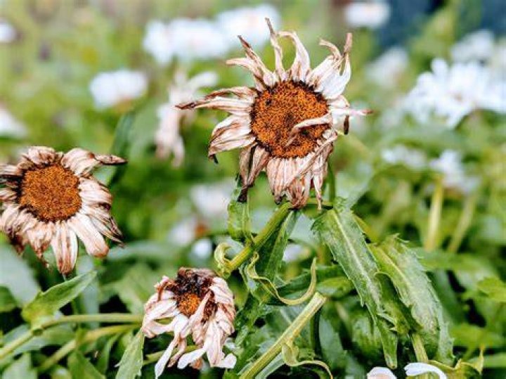 How do you deadhead yellow daisies?