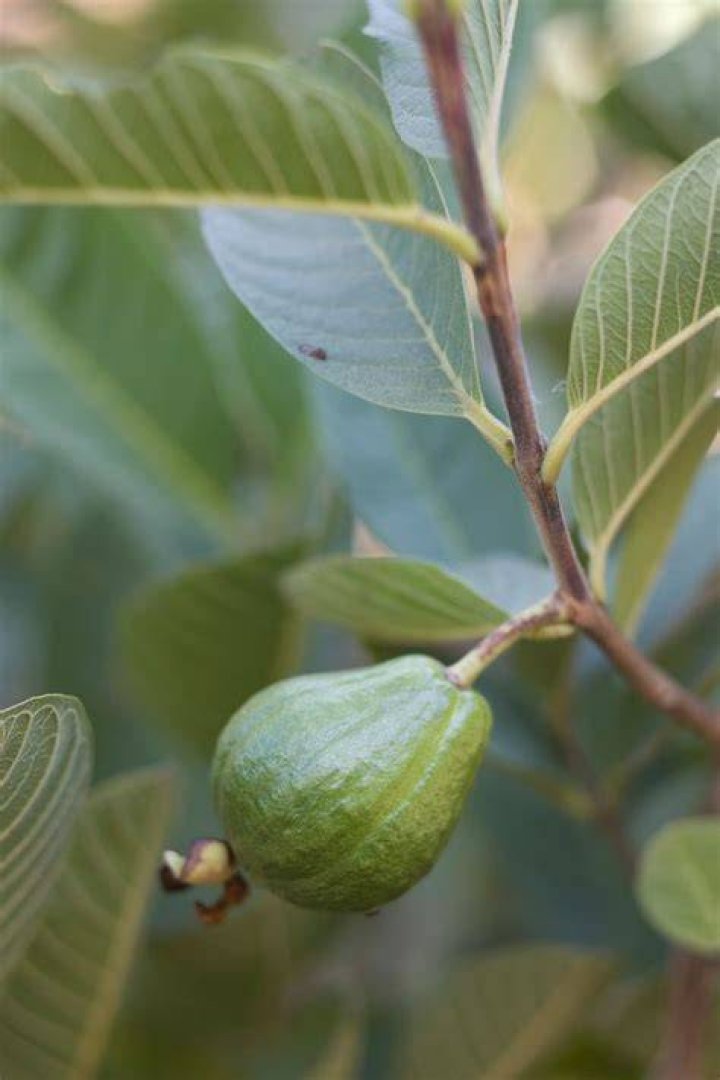 How do you describe a guava tree?