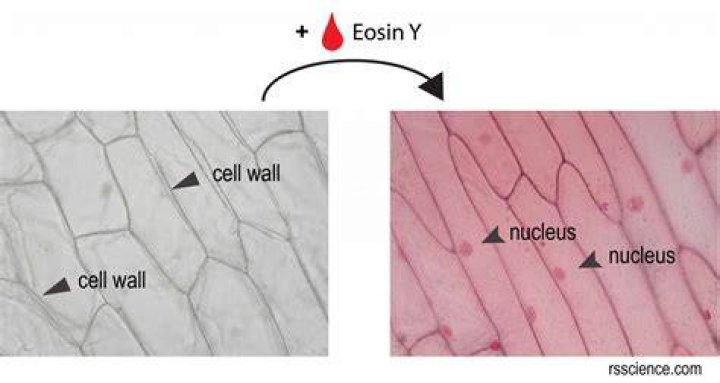 How do you dilute eosin Y?