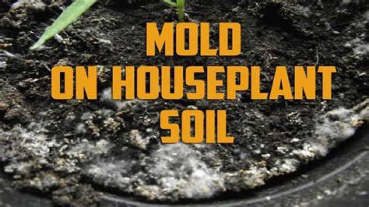 How do you get rid of mold in houseplant soil?
