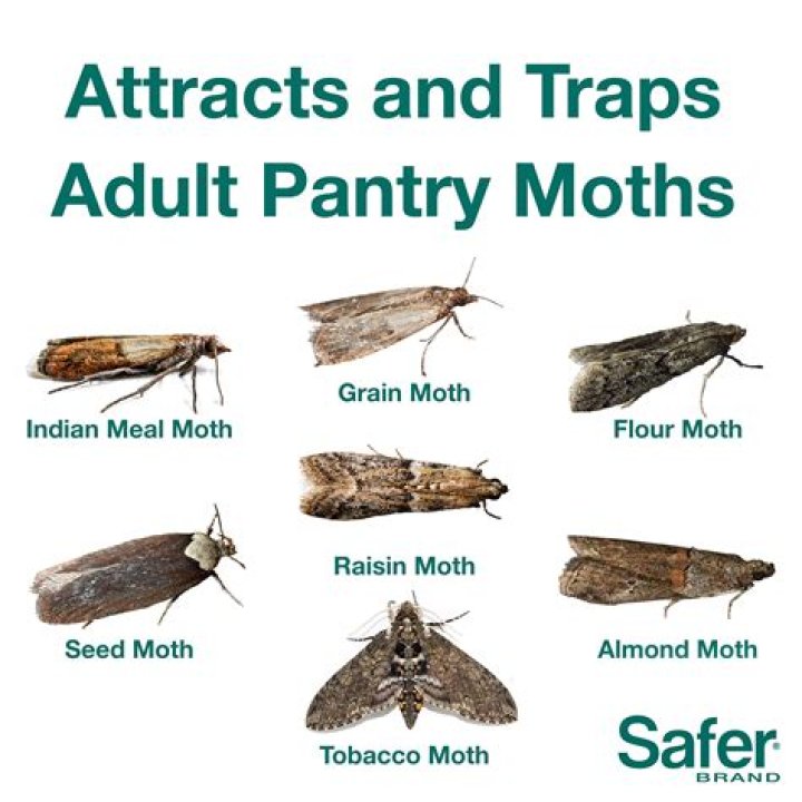 How do you get rid of pantry moths?