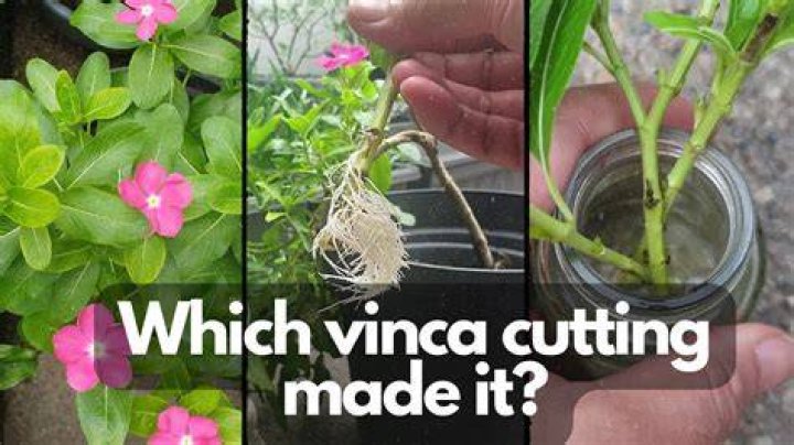 How do you keep vinca from spreading?