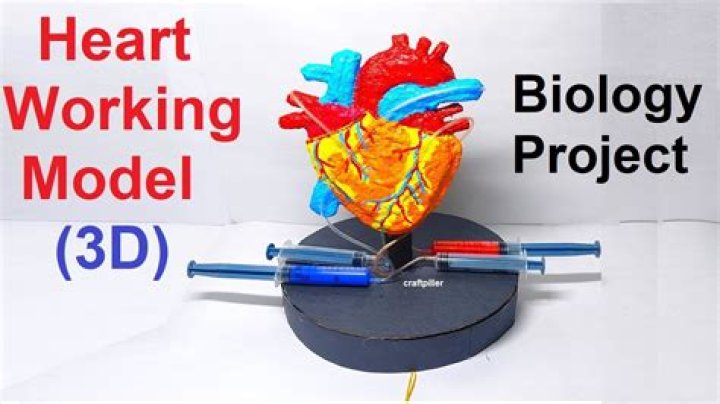 How do you make a working heart model?