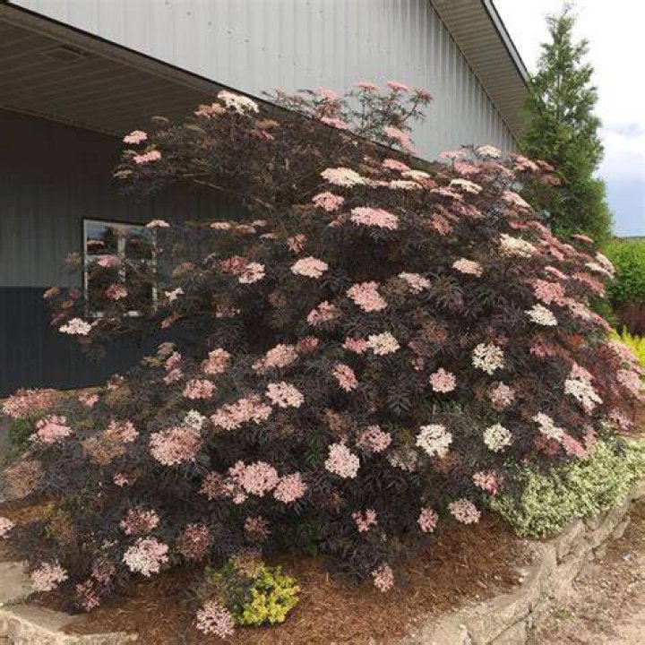 How do you prune Black Beauty elderberry?