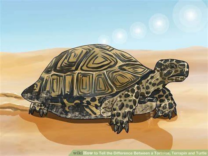 How do you tell the difference between a tortoise and a terrapin?