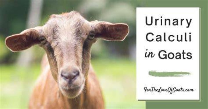 How do you treat bladder stones in goats?