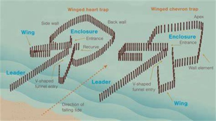How does a fish weir work?
