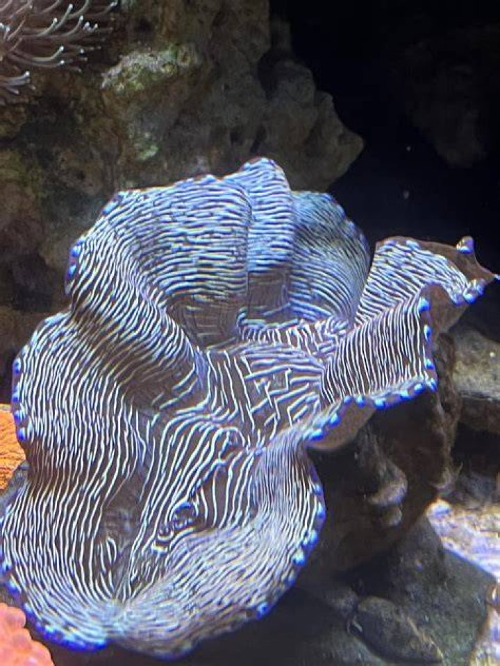 How fast do Derasa Clam grow?