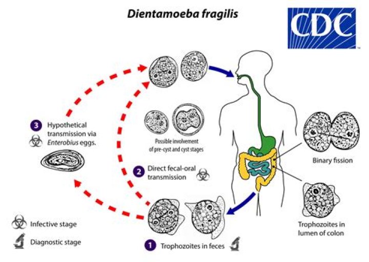How is Dientamoeba fragilis transmitted?