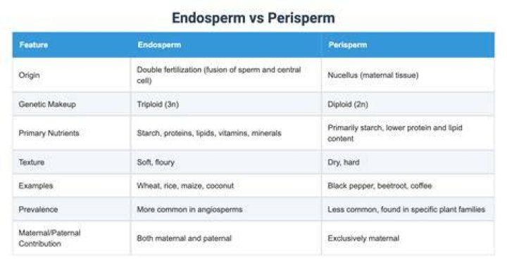 How is perisperm different from endosperm?
