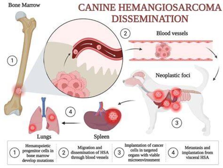 How long can a cat live with hemangiosarcoma?