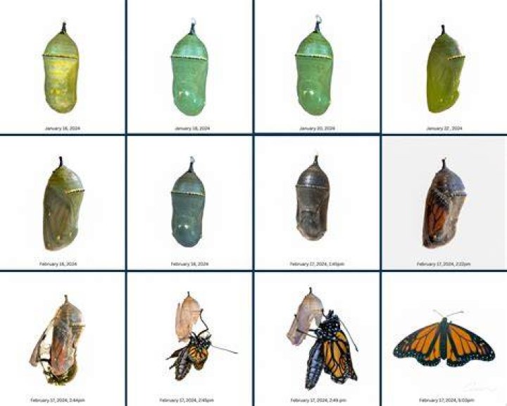 How long does it take a monarch to go from egg to chrysalis?
