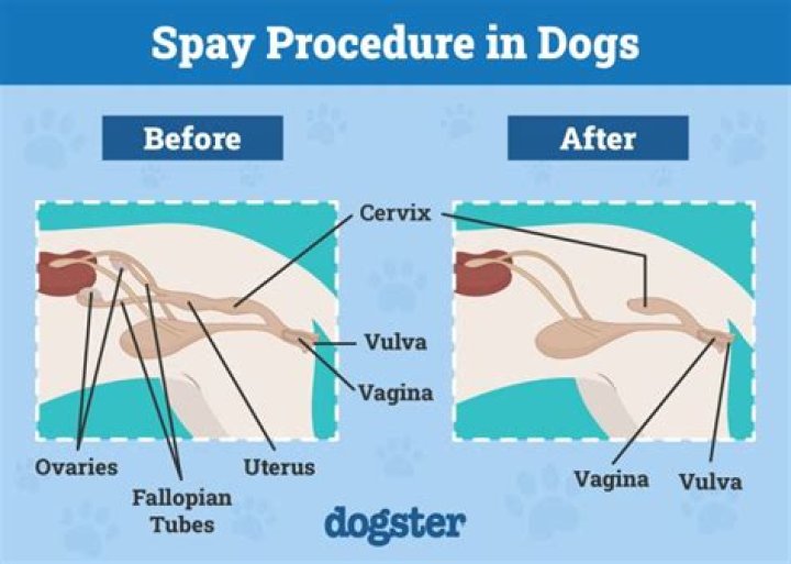 How long does it take for a dog to heal after being spayed?