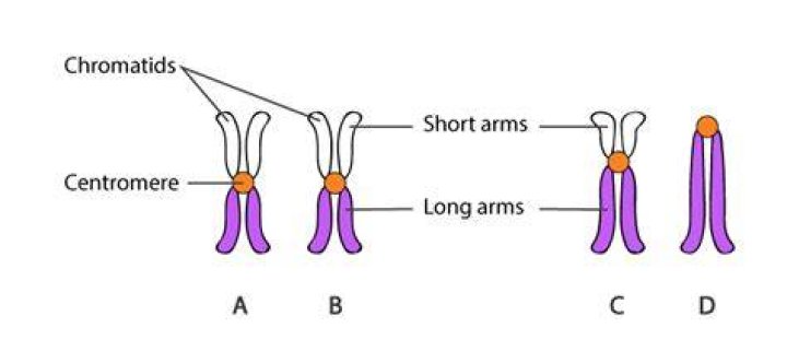 How many centromeres are in a chromosome?