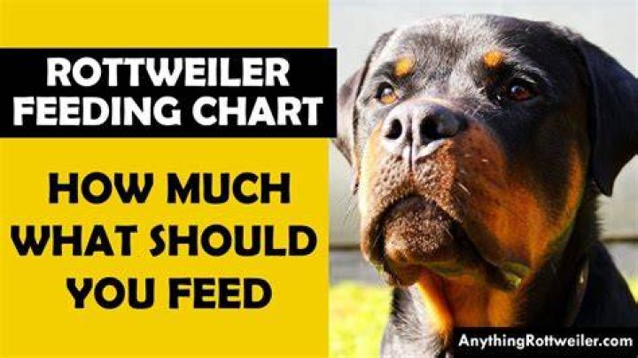 How many cups of food should a Rottweiler puppy eat?
