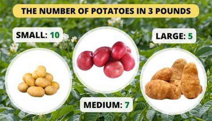 How many medium potatoes is 5 pounds?