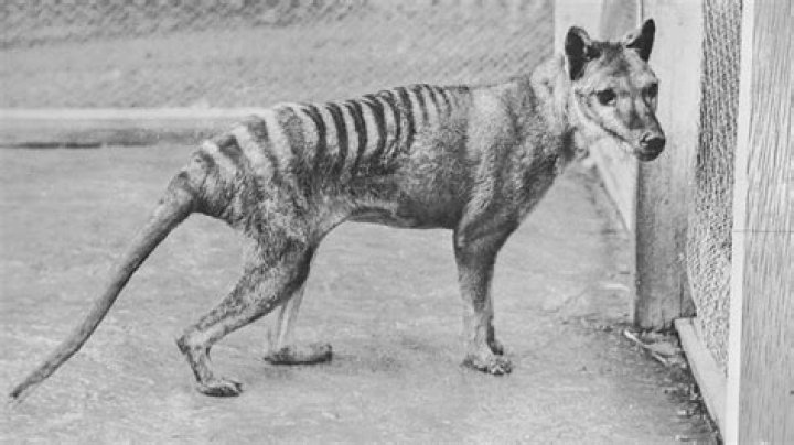 How many species have gone extinct because of humans?