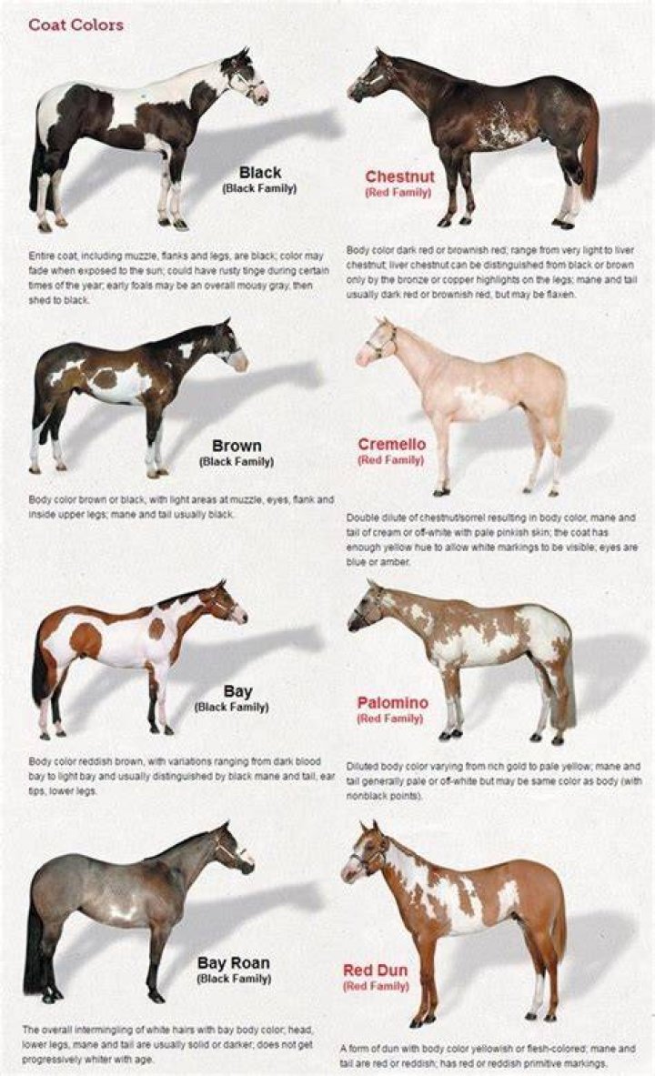 How many types of paint horses are there?