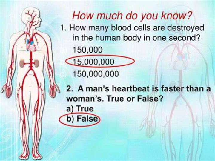 How much blood does a teenage body have?