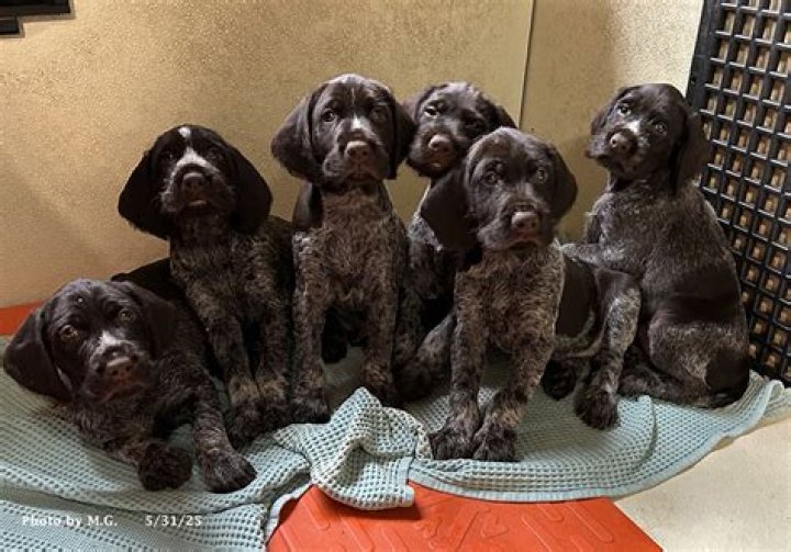 How much do Drahthaar puppies cost?