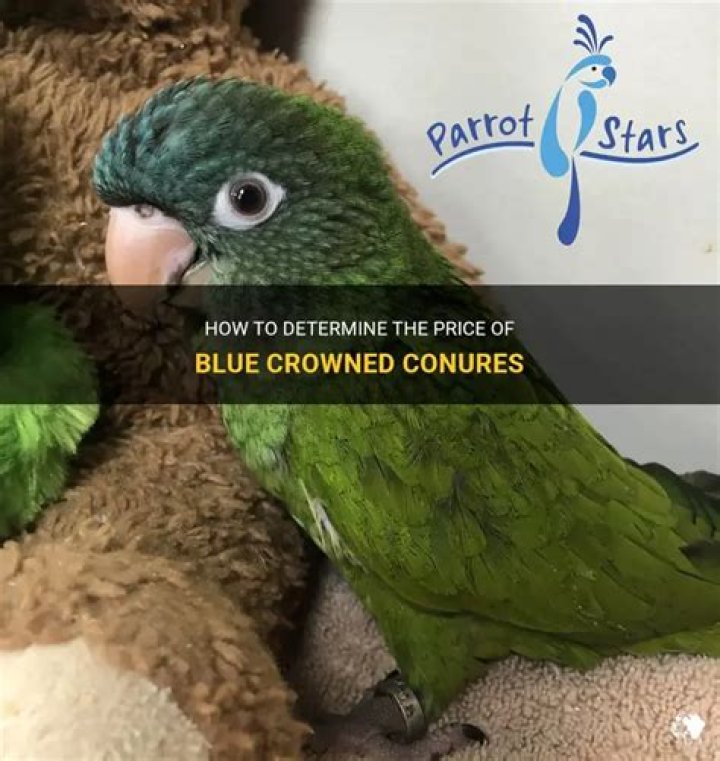 How much does a blue conure cost?