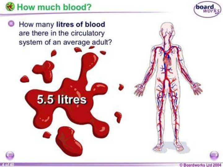 How much is a liter of blood?