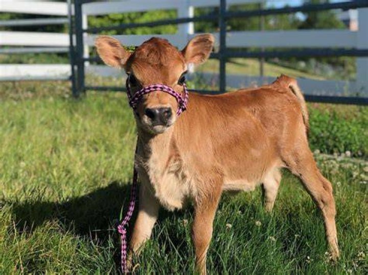 How much is a miniature Jersey cow?
