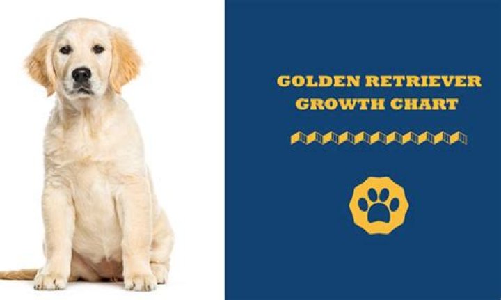 How much should golden retrievers weigh?