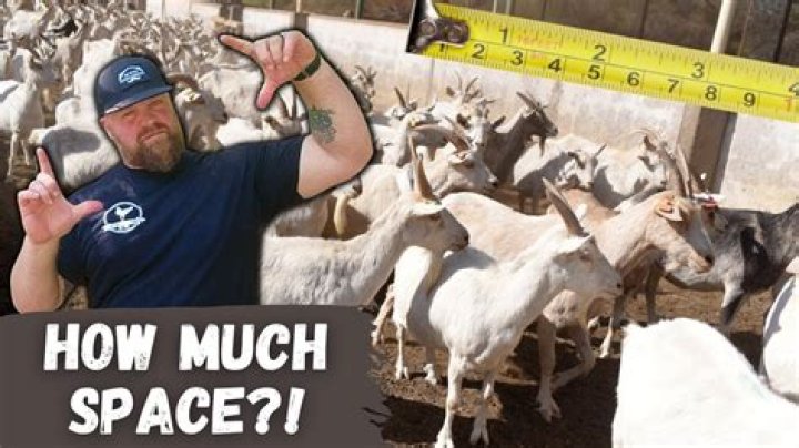 How much space do Oberhasli goats need?