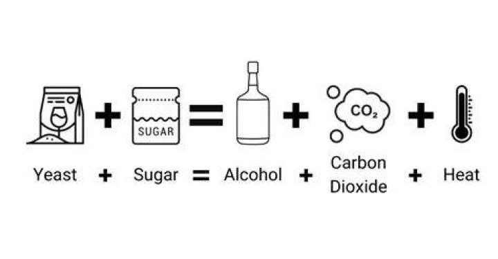 How much sugar and yeast does it take to make alcohol?