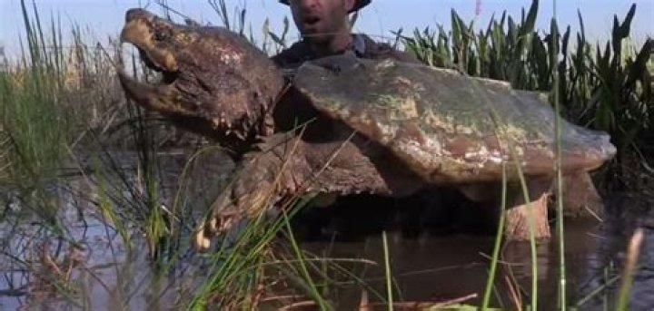 How old and big do snapping turtles get?