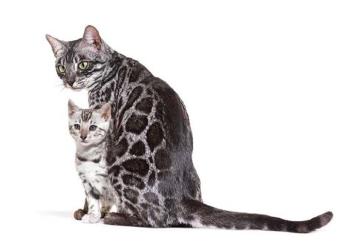 Is a Bengal cat a good family cat?