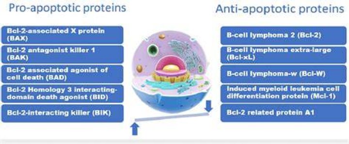 Is BCL2 antiapoptotic or proapoptotic?