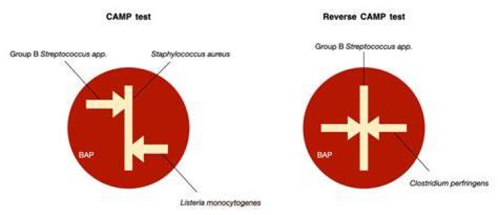 Is Camp test differential or selective?