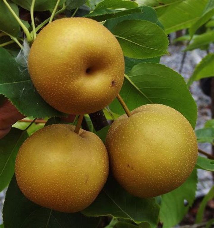 Is Chojuro pear self pollinating?