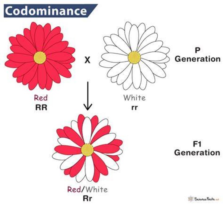 Is Codominance heterozygous or homozygous?