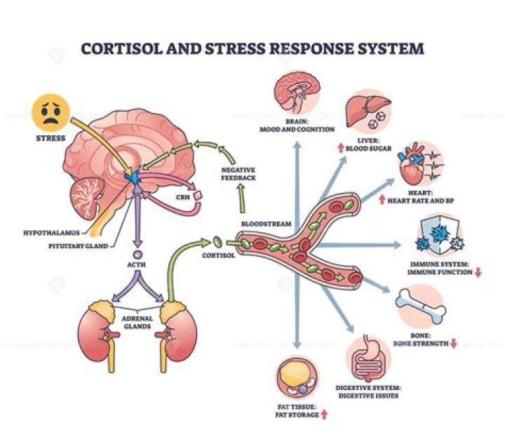 Is cortisol involved in stress response?