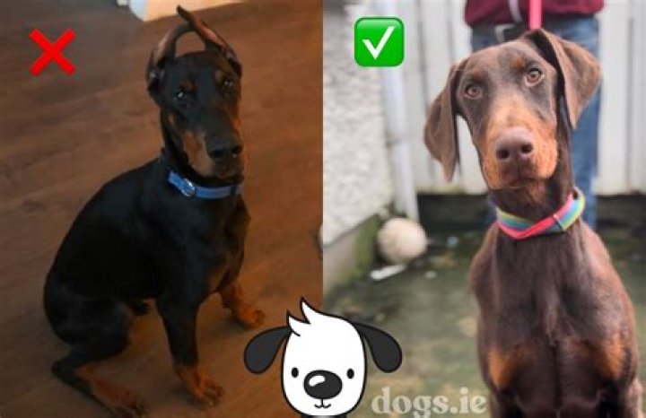 Is it legal to crop dog ears in Texas?