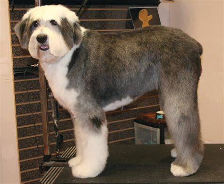 Is it OK to shave an Old English Sheepdog?