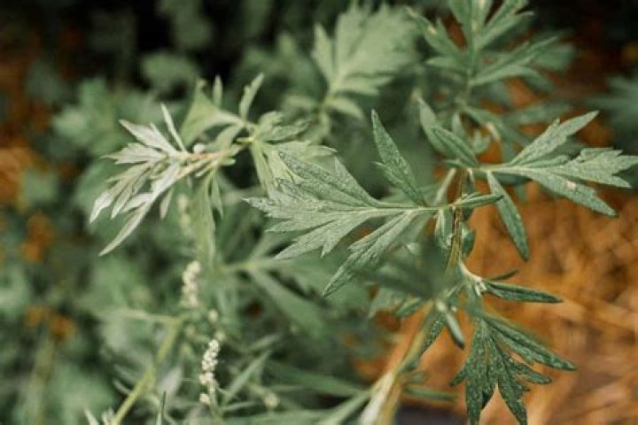 Is mugwort legal in the US?