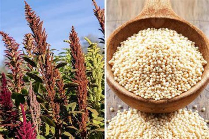 Is Rajgira same as quinoa?
