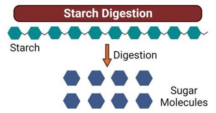 Is starch stored in muscles?