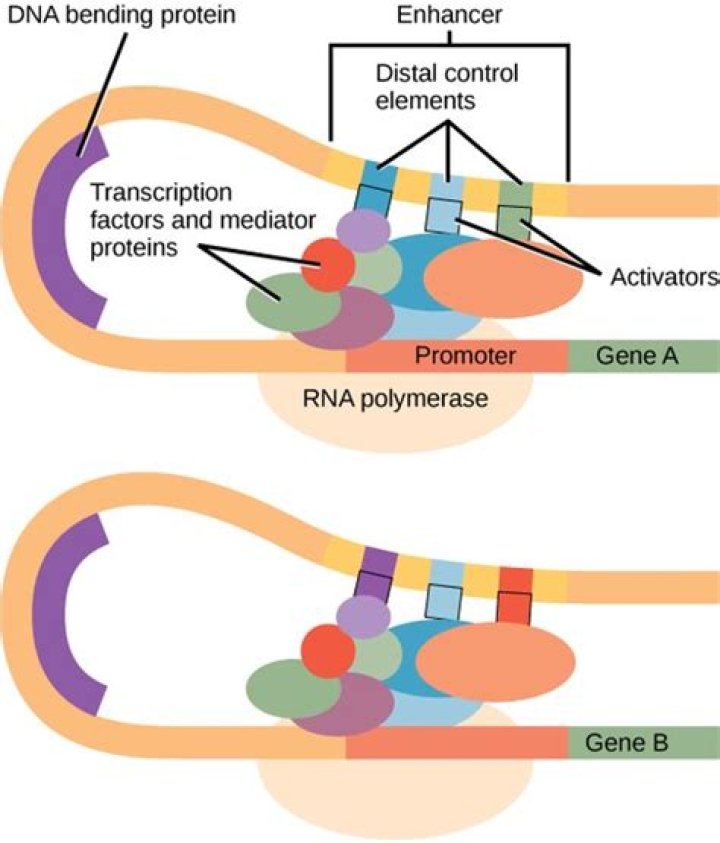 Is the enhancer part of the promoter?