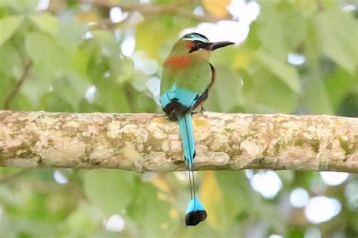 What animal represents Nicaragua?