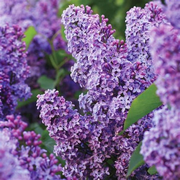 What are dark purple lilacs called?