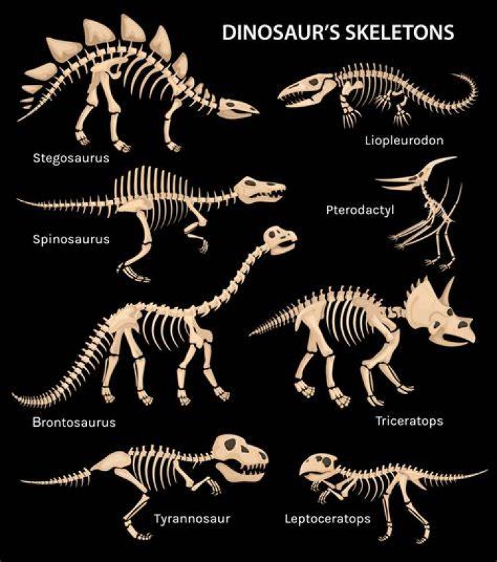 What are dinosaur skeletons called?