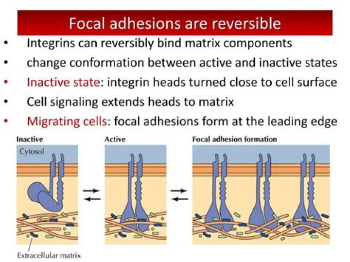 What are focal adhesions in cells?